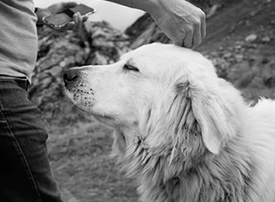 Animais de estimação e a saúde mental: o que a ciência diz sobre os benefícios de ter um pet